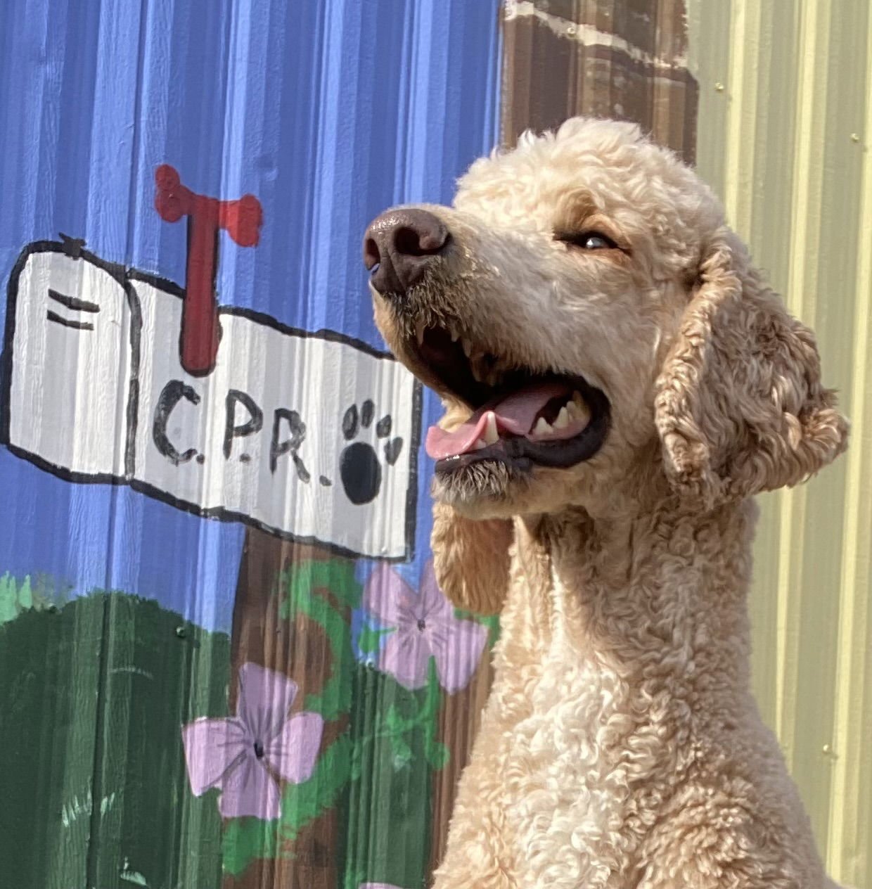 LEVI JAN 25 - Poodle (Standard) available for adoption