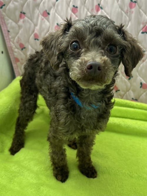 RALPHIE MAR 26