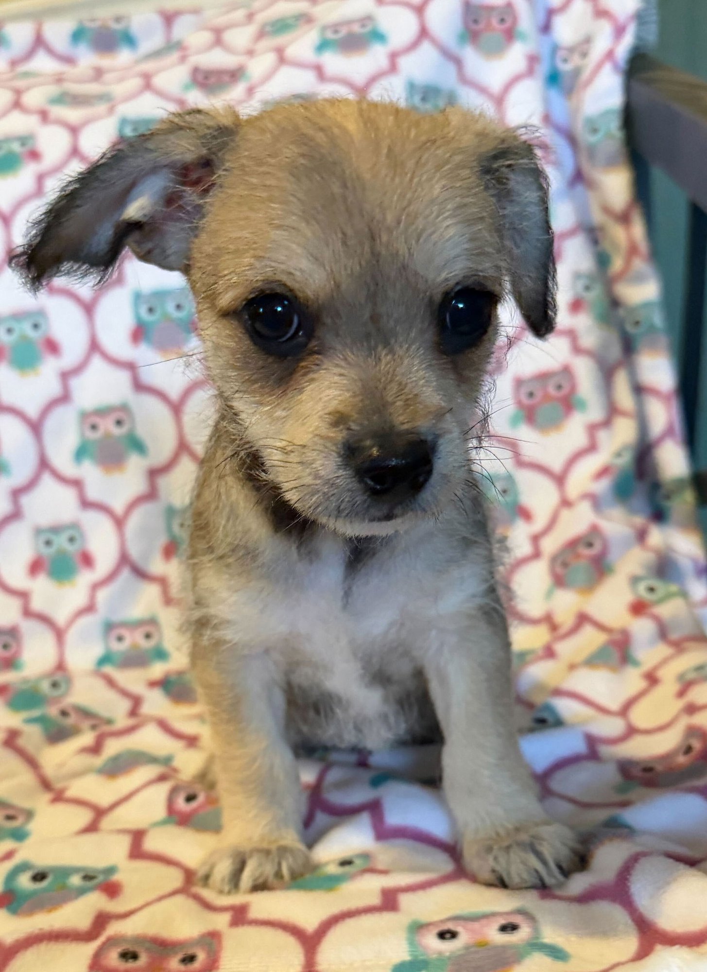 XAVIER - A LUCY PUP - Chihuahua available for adoption