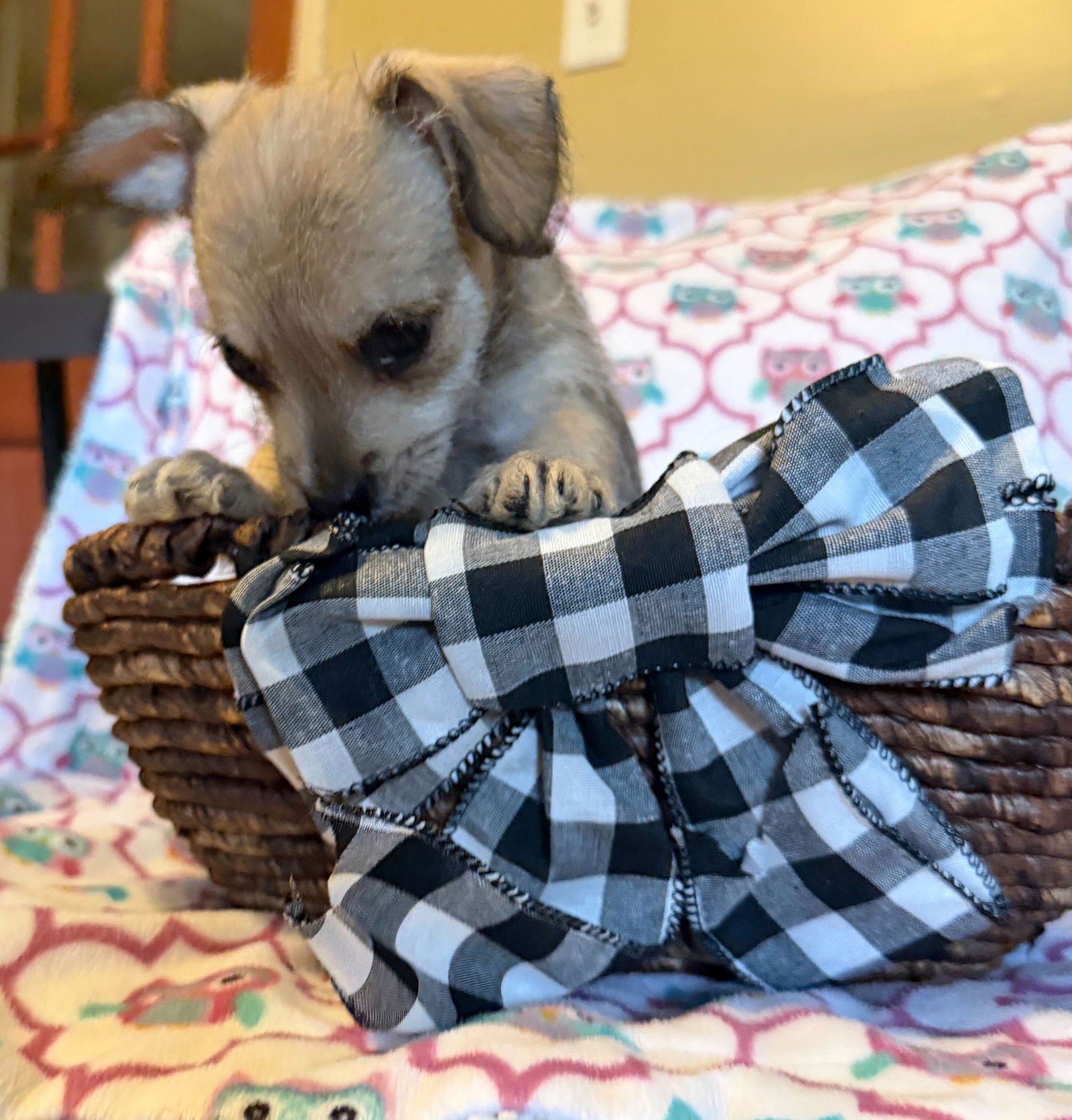 XAVIER - A LUCY PUP - Chihuahua available for adoption