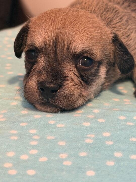 Xavier - a Lucy pup - Photo 11