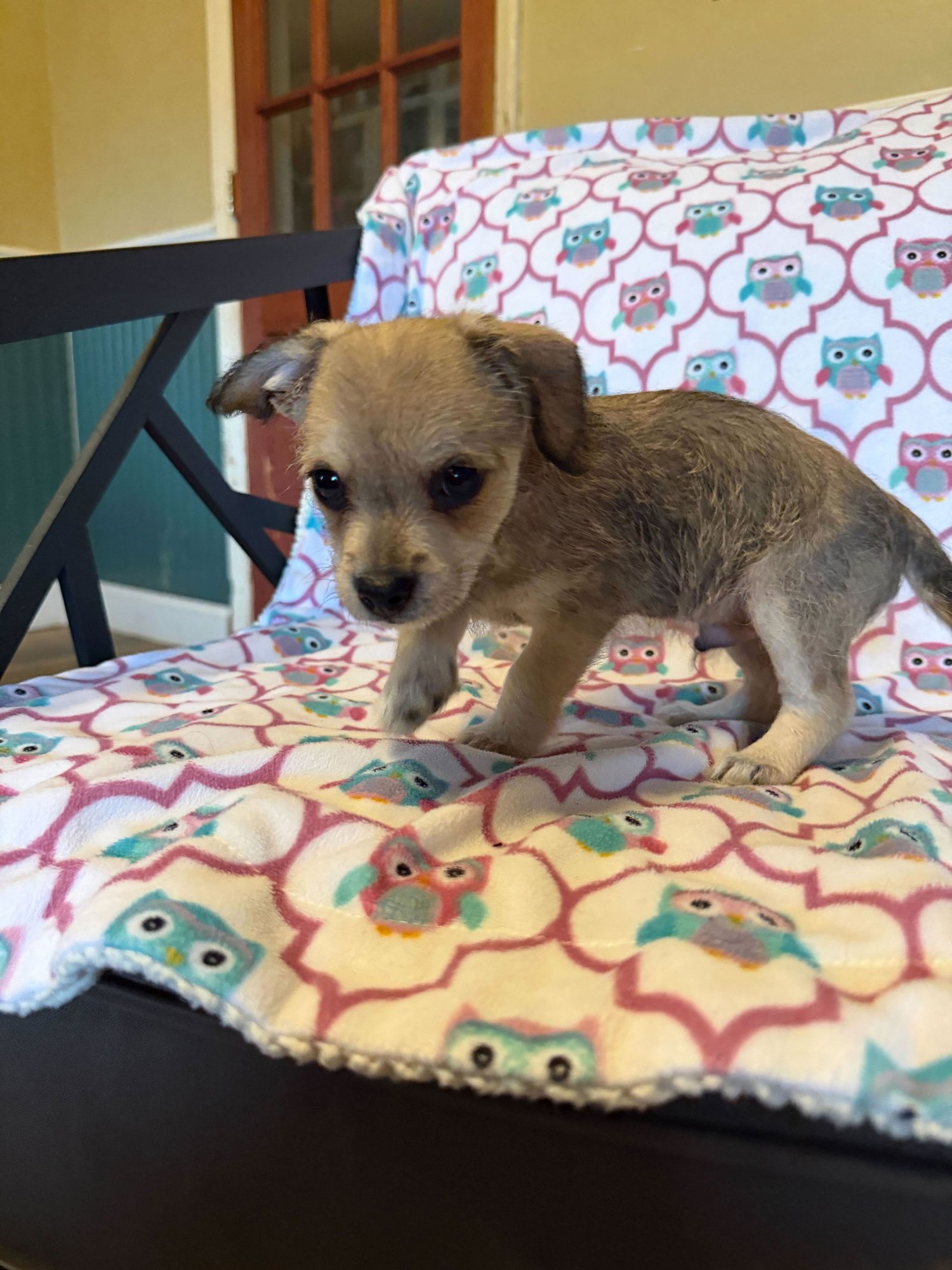 Xavier - a Lucy pup - Photo 3