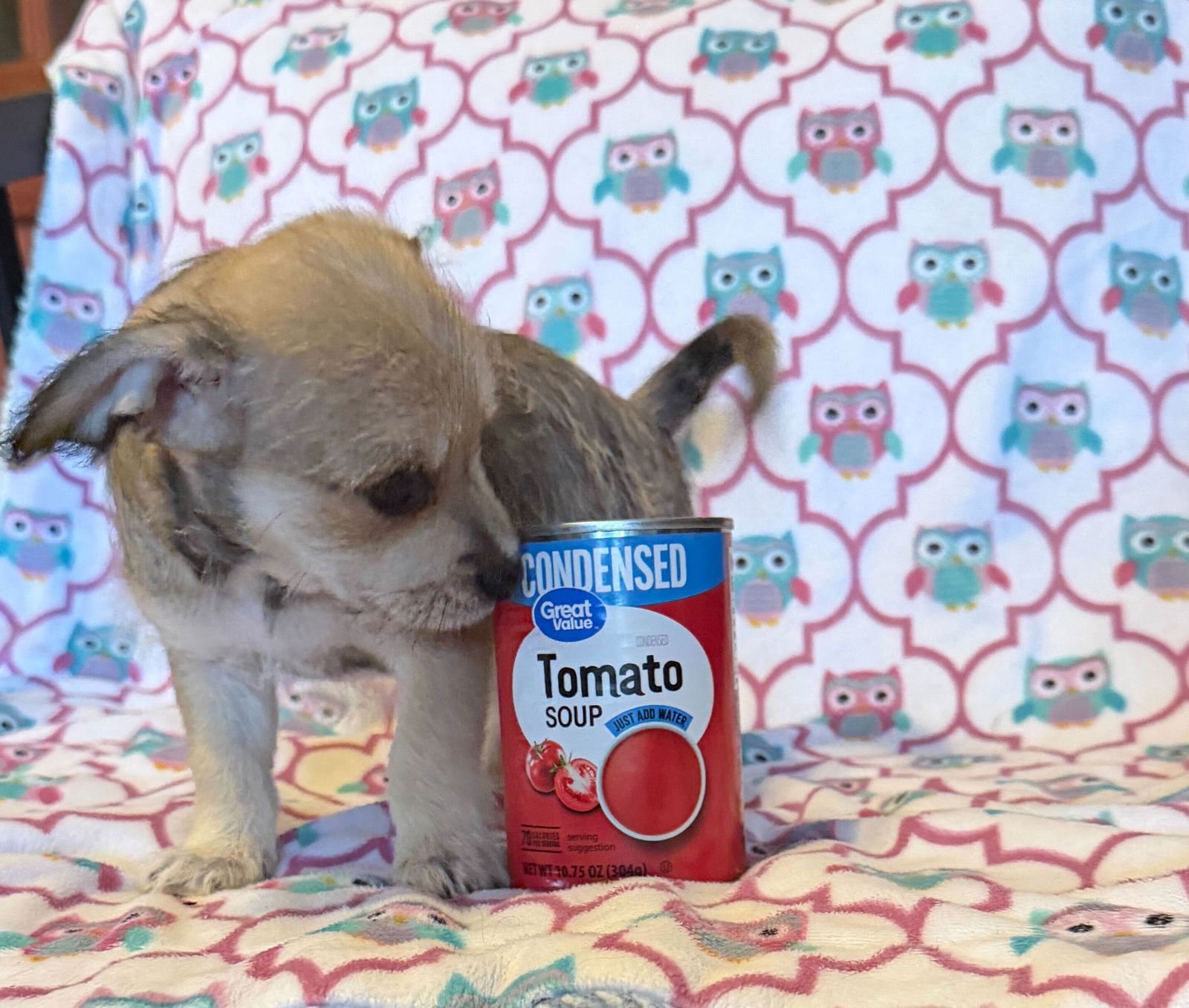 Xavier - a Lucy pup - Photo 4