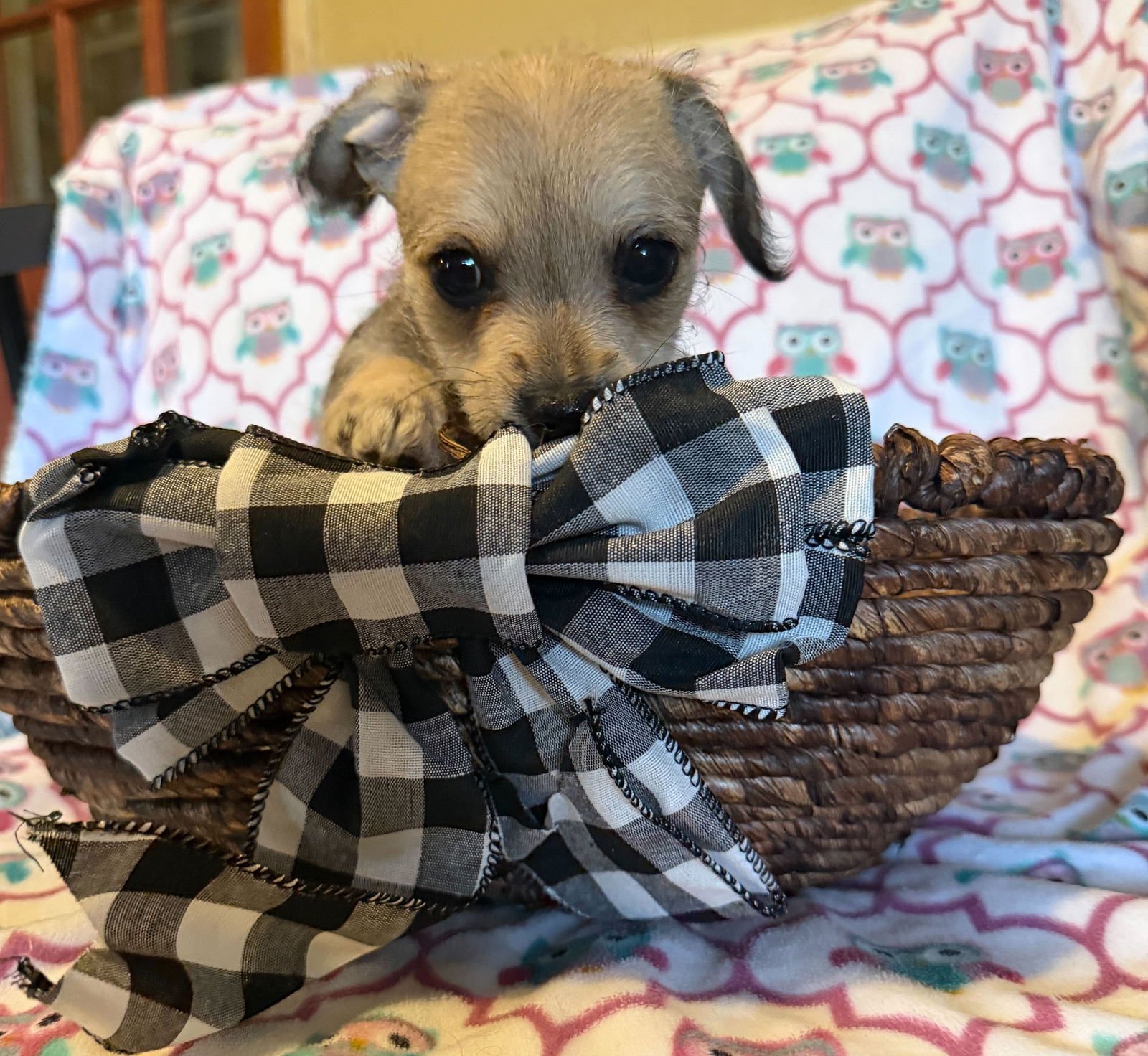 Xavier - a Lucy pup - Photo 5