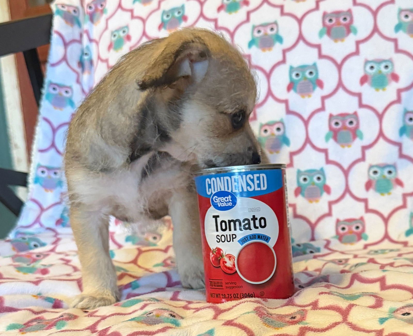 Xavier - a Lucy pup - Photo 6