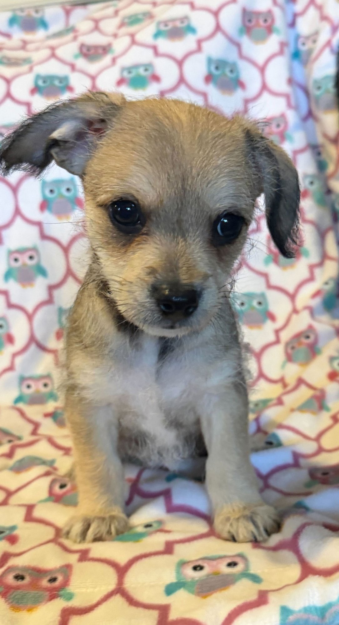 Xavier - a Lucy pup - Photo 7