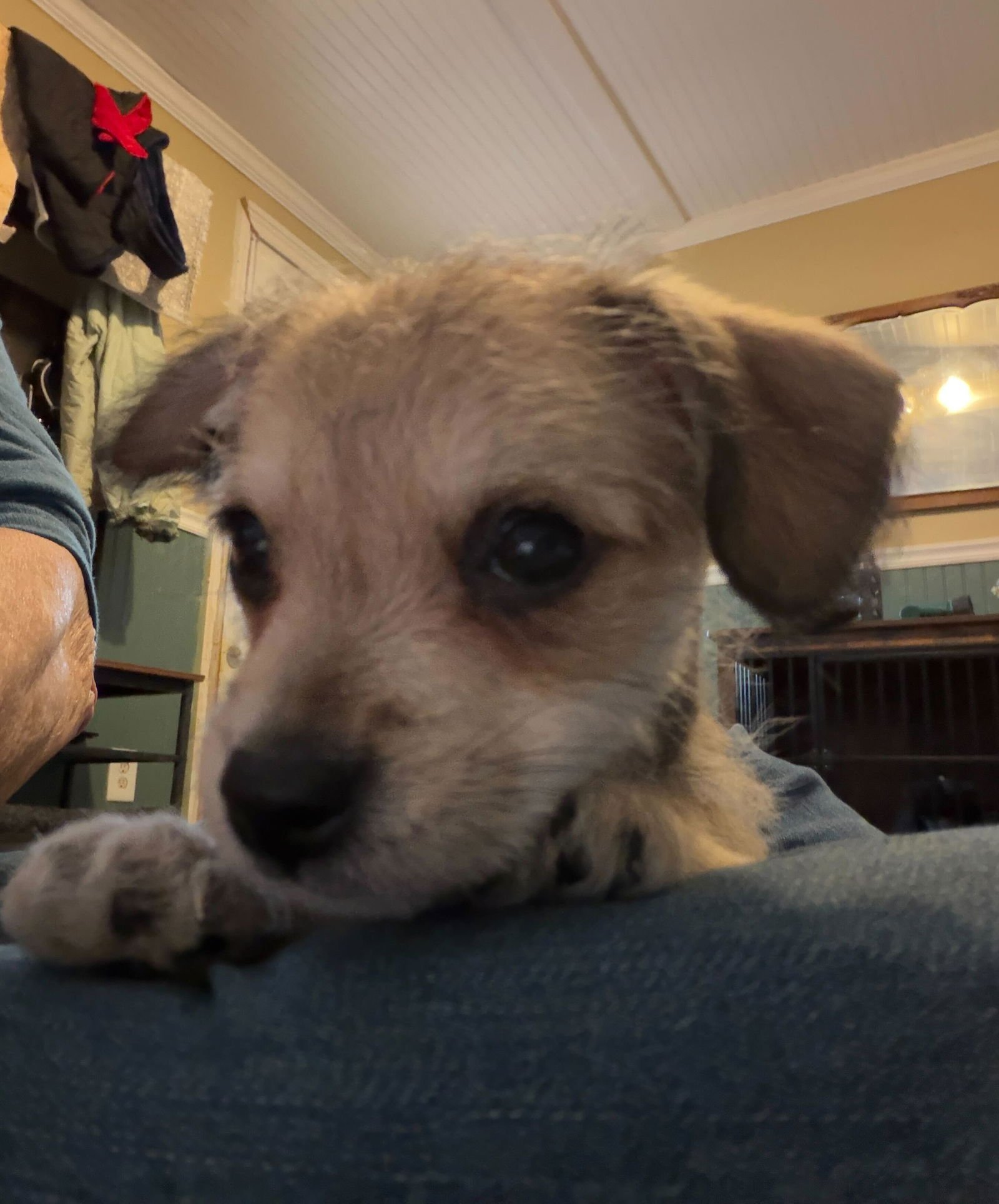 Xavier - a Lucy pup - Photo 8