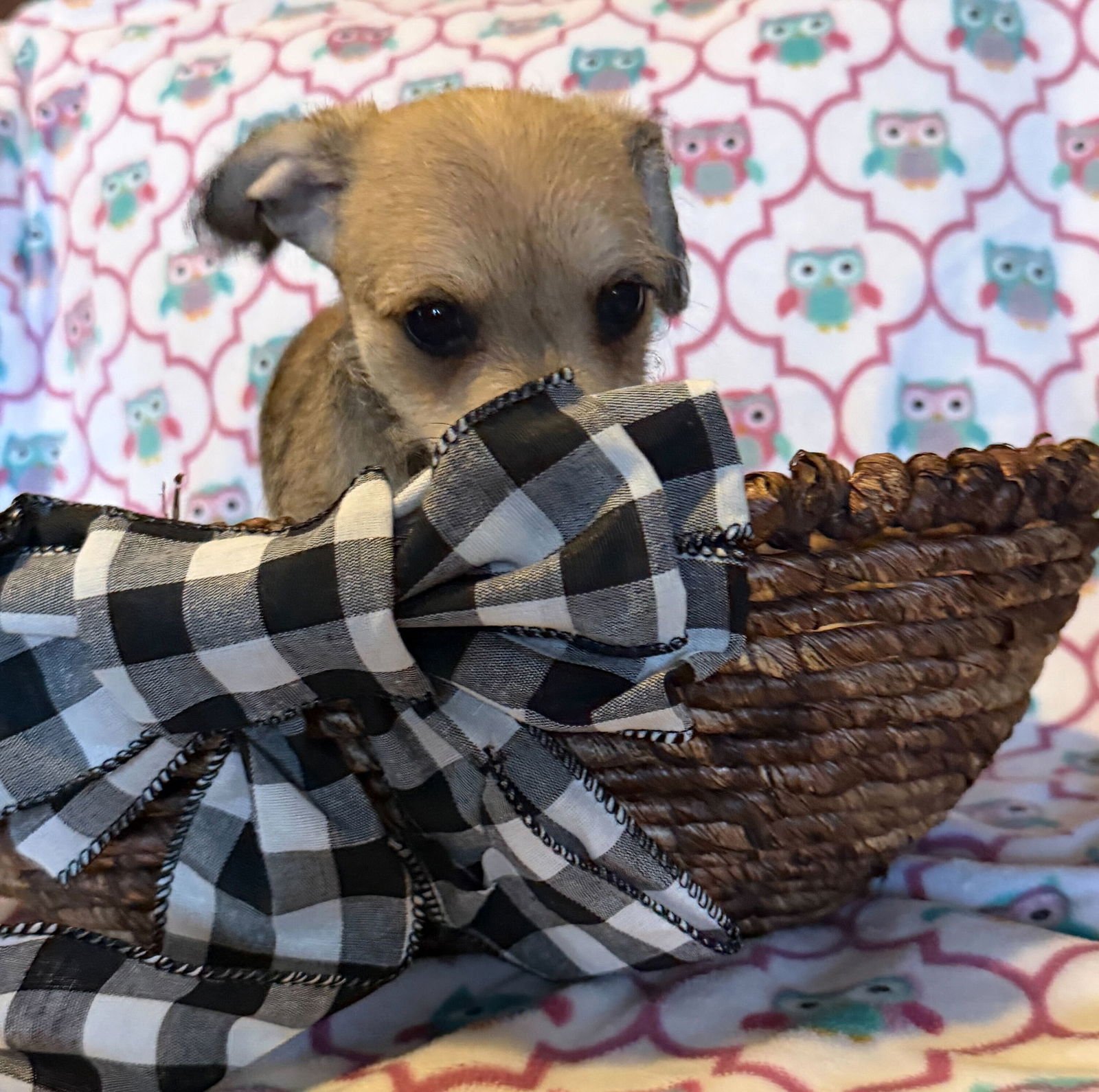 Xavier - a Lucy pup - Photo 9