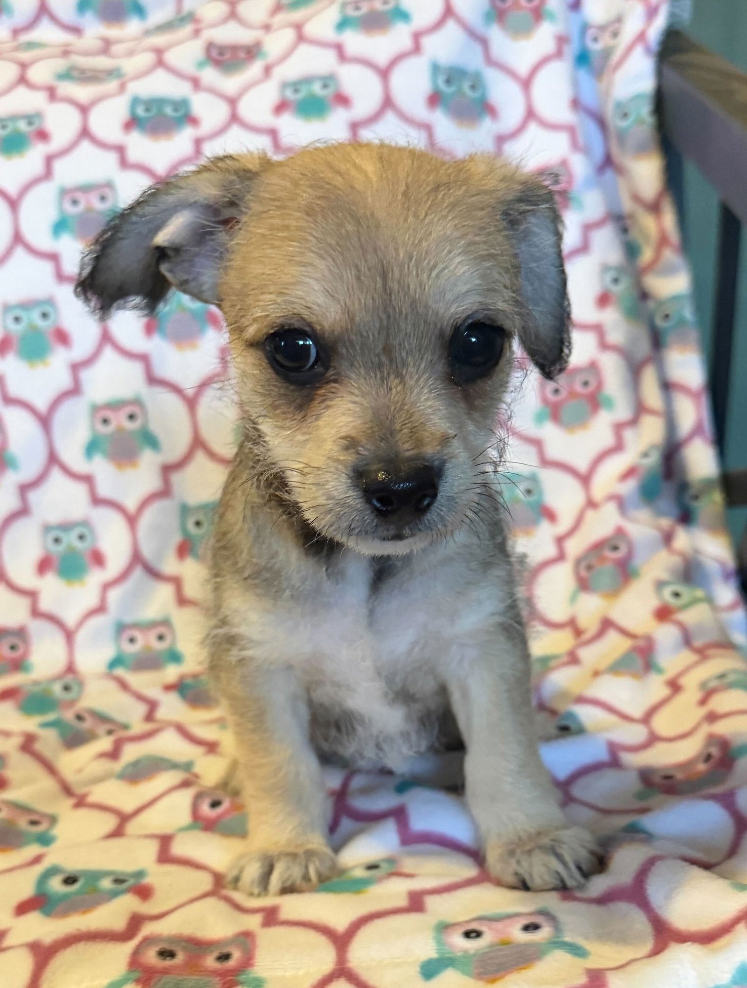 Xavier - a Lucy pup - Photo 10