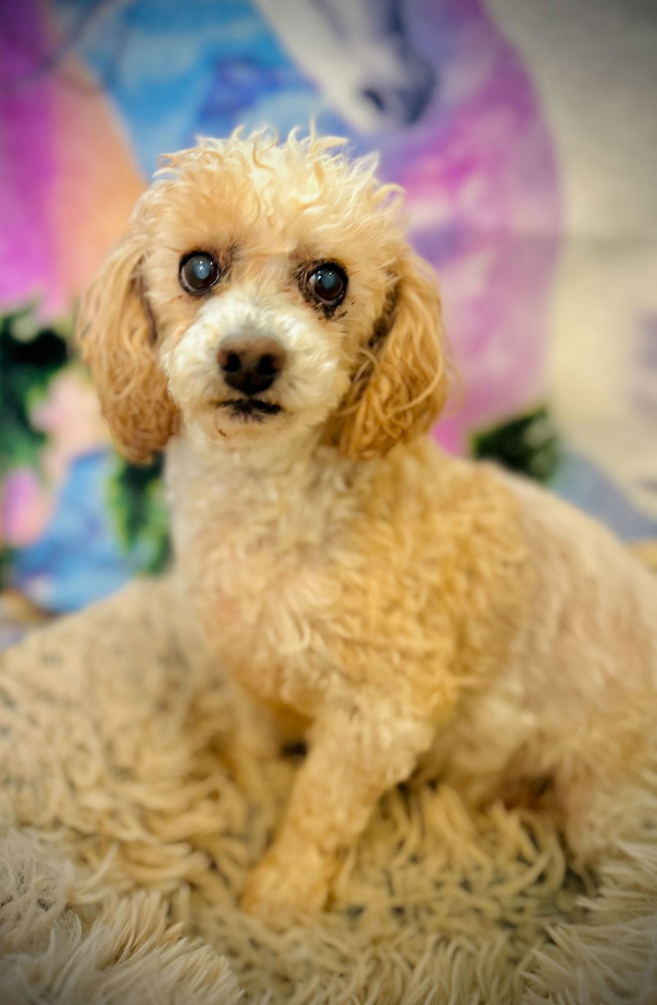 PEEWEE RUSSELL DEC 25 - Poodle (Miniature) available for adoption