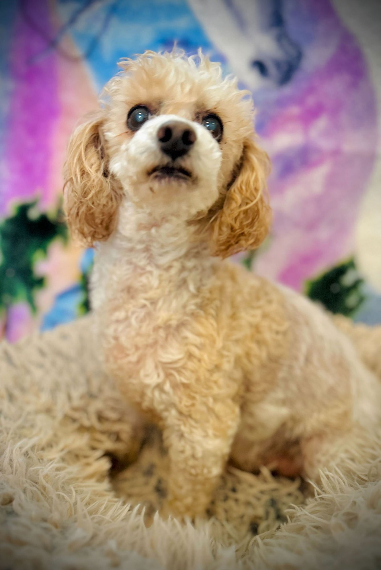 PEEWEE RUSSELL DEC 25 - Poodle (Miniature) available for adoption