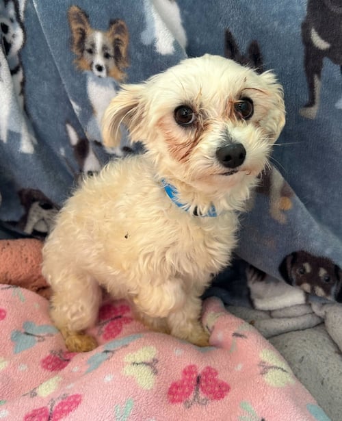 SNICKERS MAR 26 - Maltese / Poodle (Toy) available for adoption