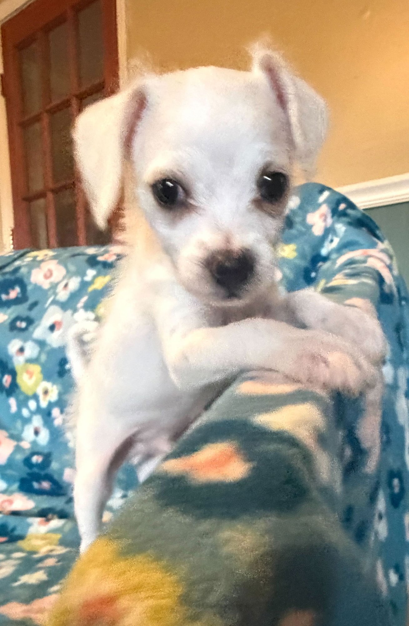 ENZO - A LUCY PUP - Chihuahua available for adoption