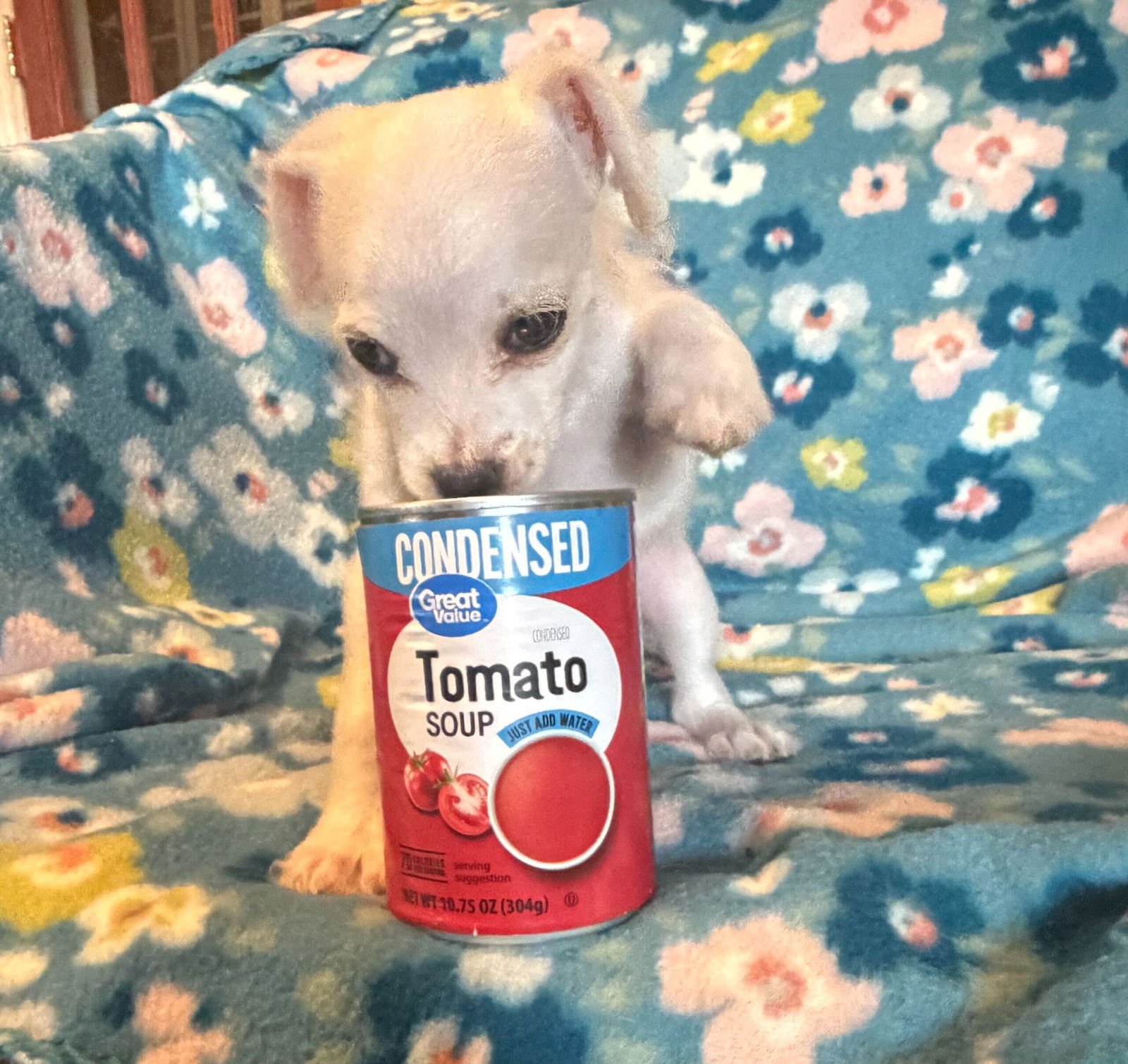 ENZO - A LUCY PUP - Chihuahua available for adoption