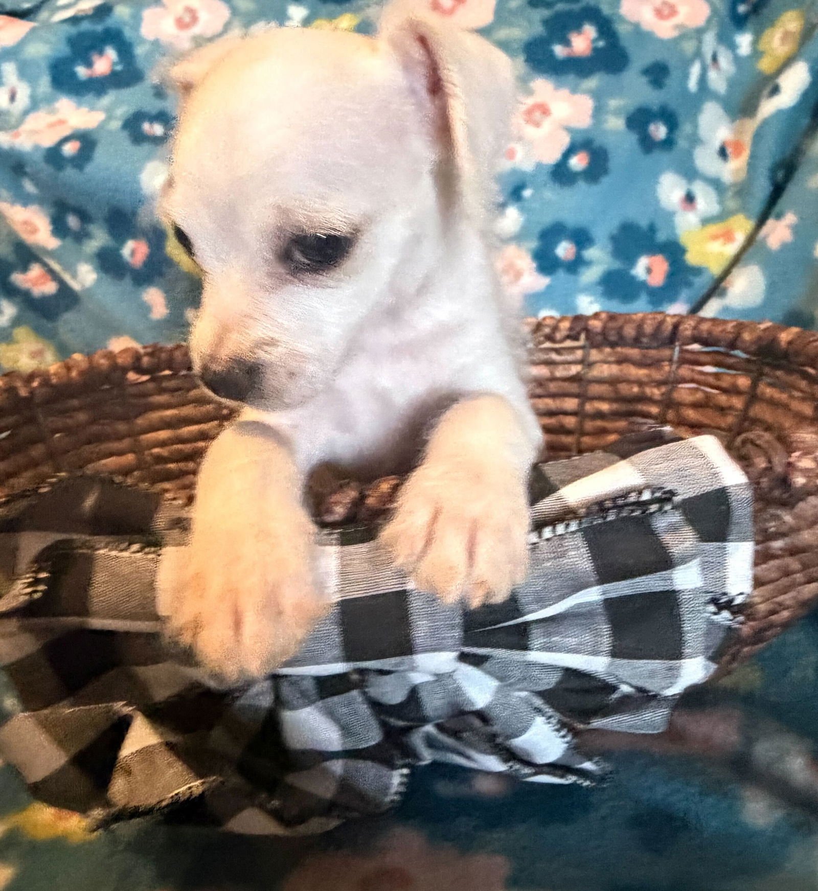 Enzo - a Lucy Pup - Photo 3