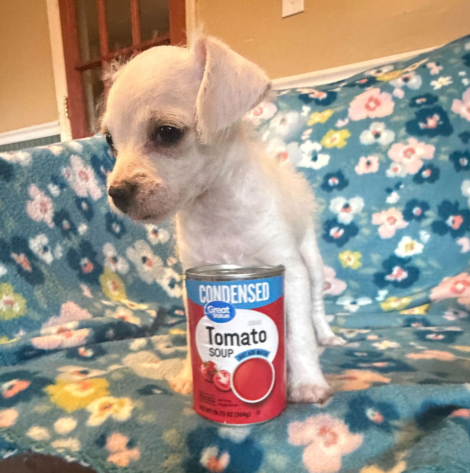 Enzo - a Lucy Pup - Photo 4