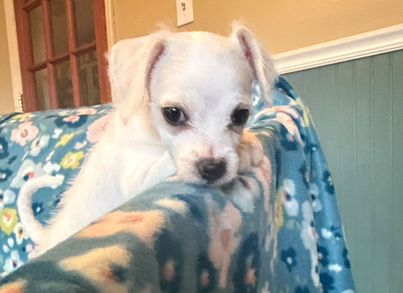 Enzo - a Lucy Pup - Photo 5