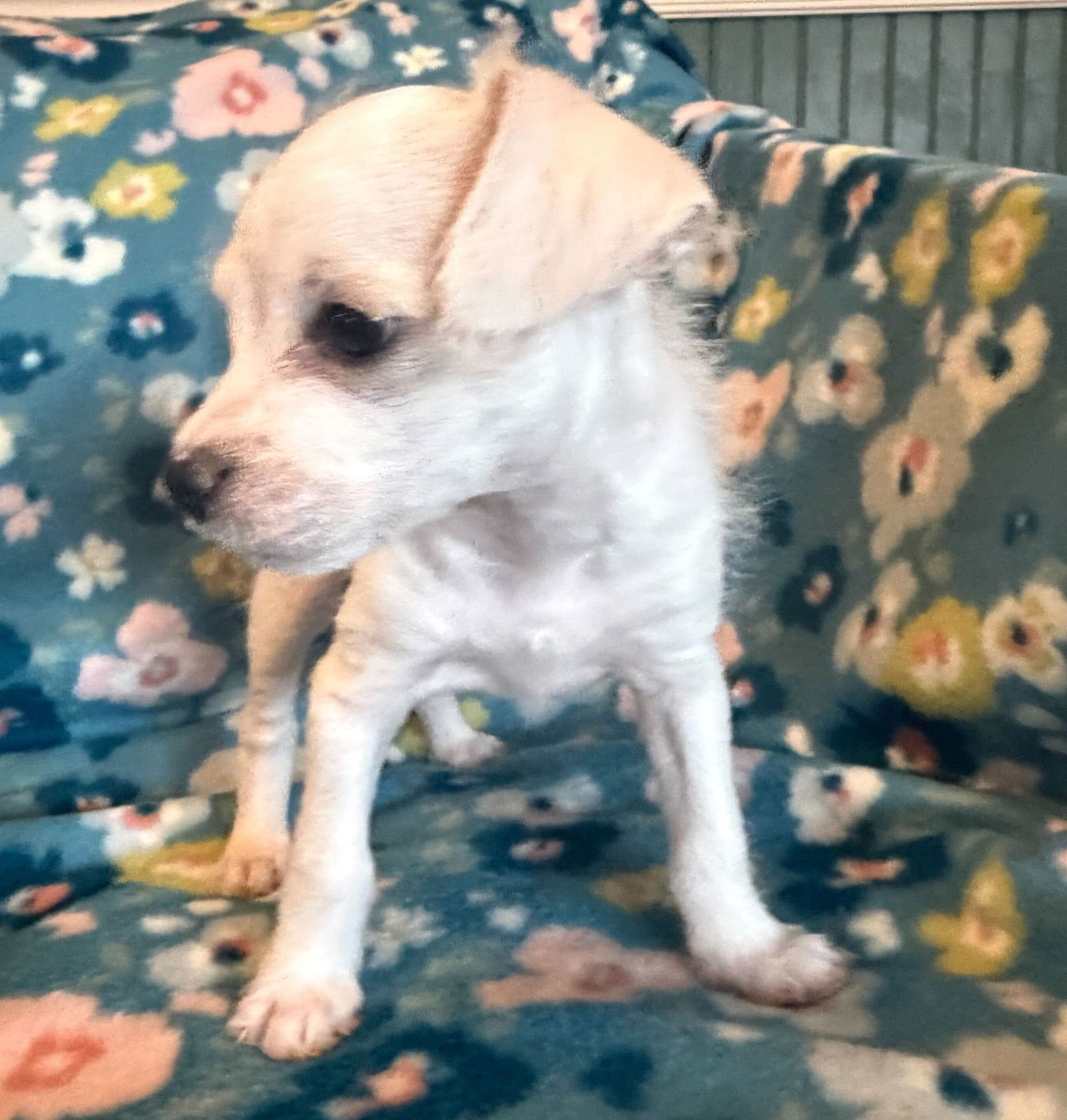 Enzo - a Lucy Pup - Photo 6