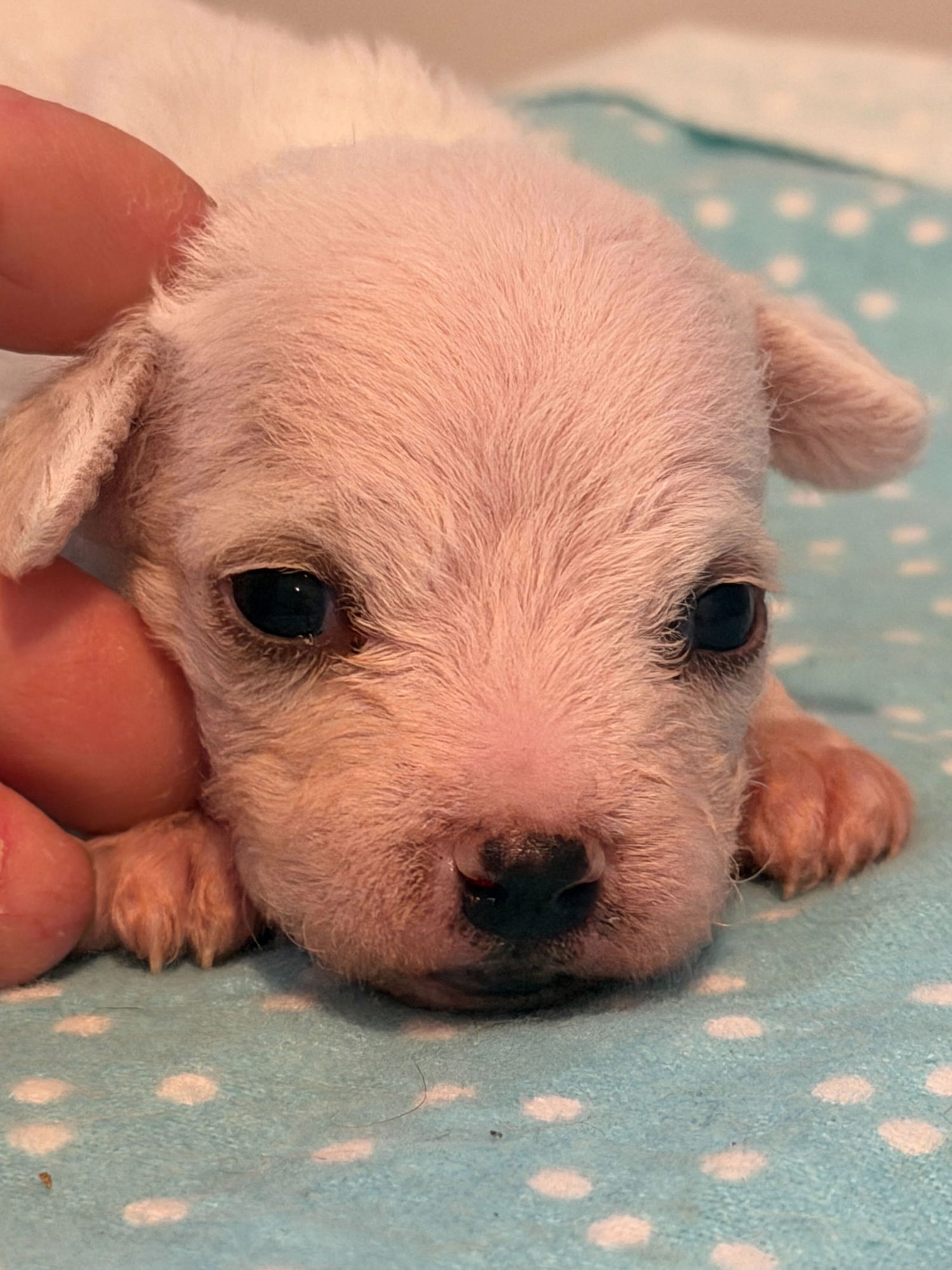 Enzo - a Lucy Pup - Photo 7