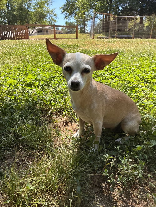 LUCY JUN 25 - Chihuahua / Dachshund available for adoption