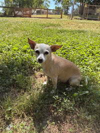 Lucy Jun 25 - Photo 5