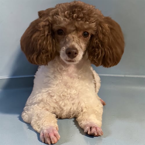 COCOA MOCHA SCOUT FEB 26 - Poodle (Toy) available for adoption