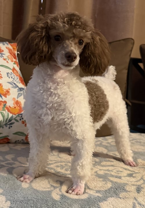 COCOA MOCHA SCOUT FEB 26 - Poodle (Toy) available for adoption