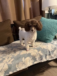 Cocoa Mocha Scout Feb 26 - Photo 5