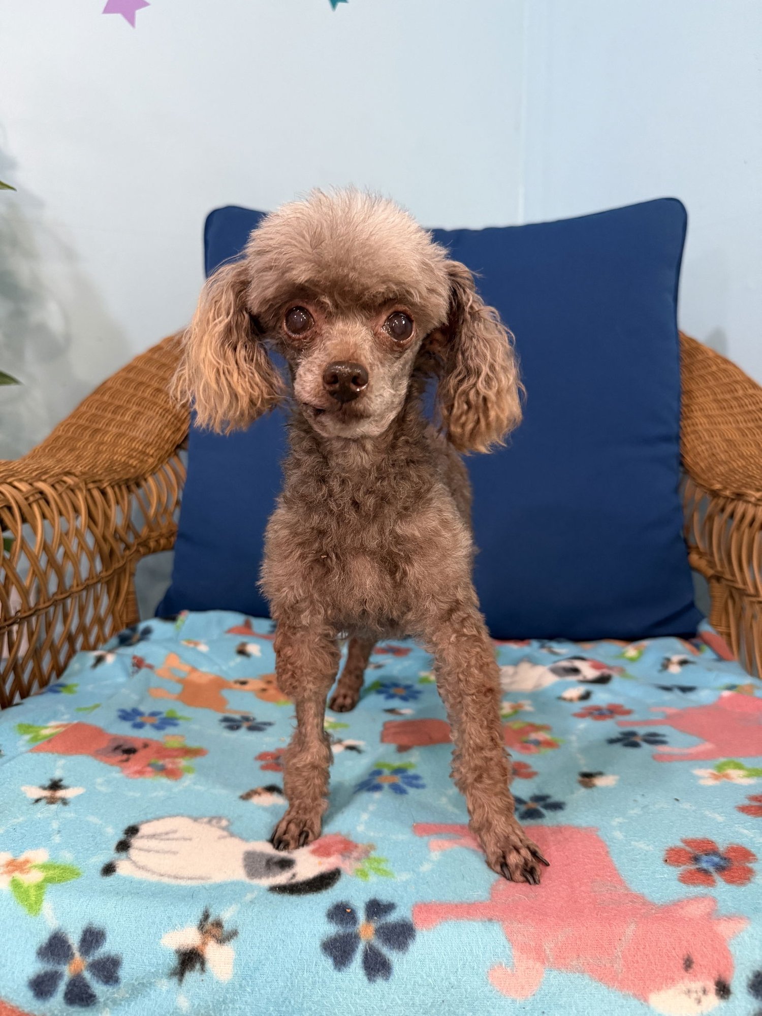 SCRUFFY DEC 25 - Poodle (Toy) available for adoption