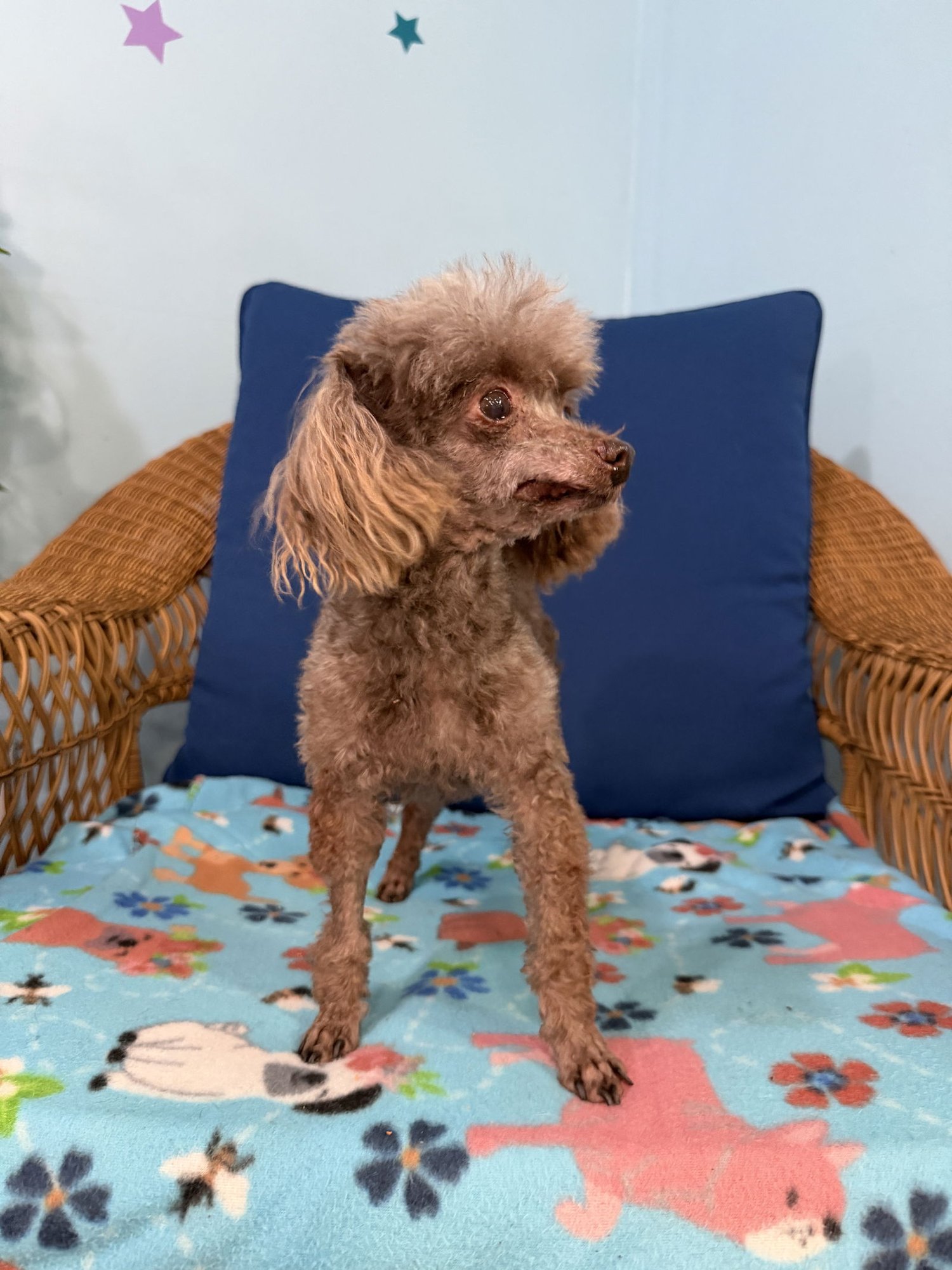 SCRUFFY DEC 25 - Poodle (Toy) available for adoption