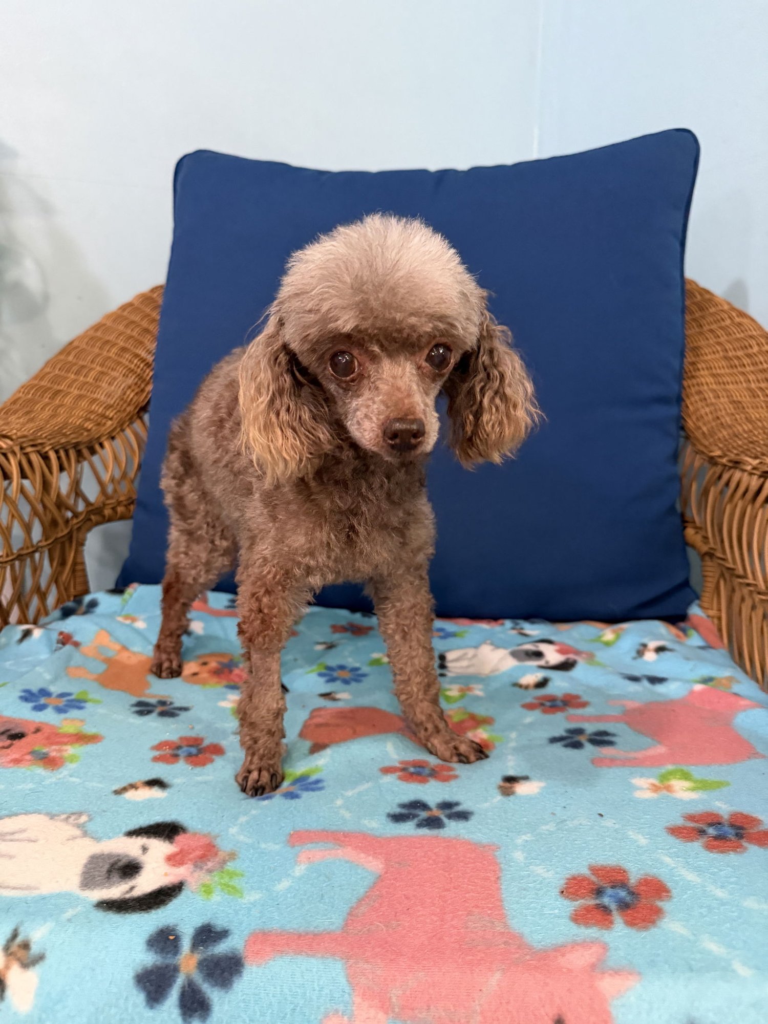 Scruffy Dec 25 - Photo 3