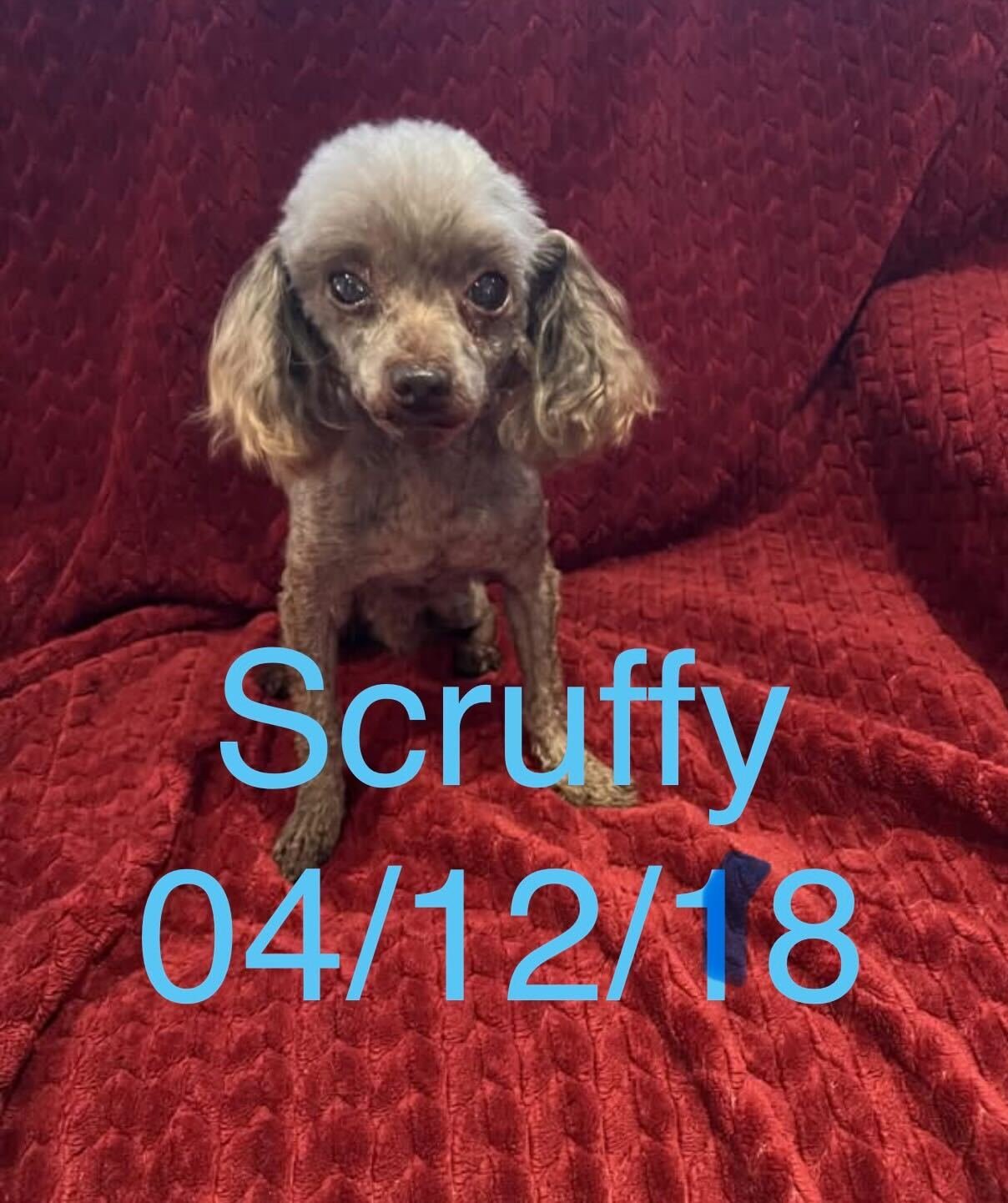 Scruffy Dec 25 - Photo 4