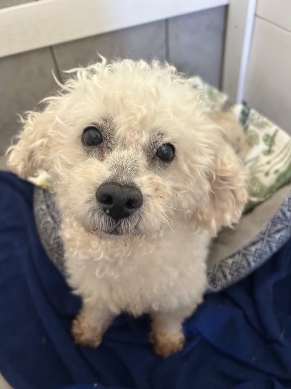 Chowder Apr 26 Image