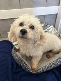 Chowder Apr 26 - Photo 2