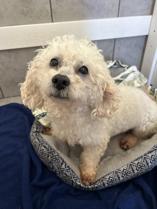 CHOWDER APR 26 - Poodle (Miniature) available for adoption