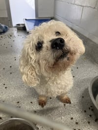 Chowder Apr 26 - Photo 3