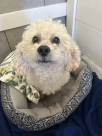 Chowder Apr 26 - Photo 4