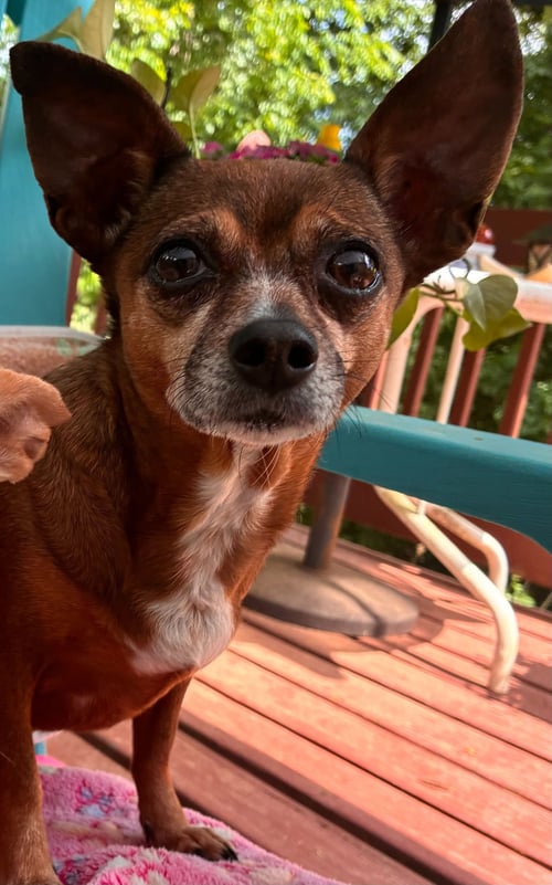 ELLIE MAE JUN 25 - Chihuahua / Dachshund available for adoption