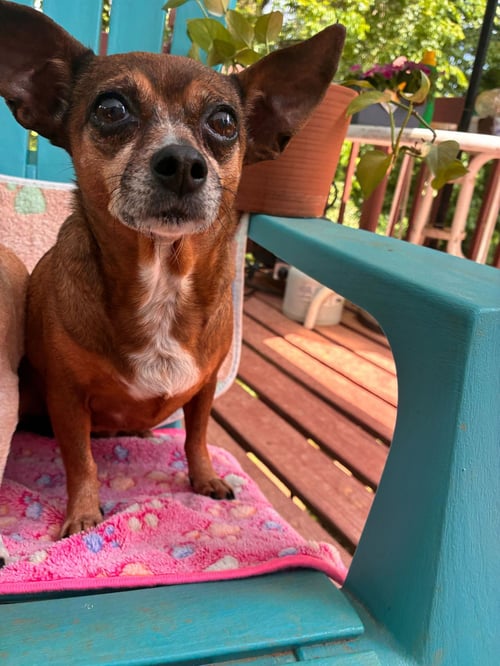 ELLIE MAE JUN 25 - Chihuahua / Dachshund available for adoption