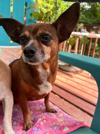 Ellie Mae Jun 25 - Photo 4