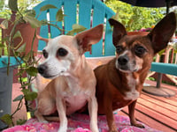 Ellie Mae Jun 25 - Photo 6