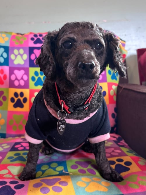 PRECIOUS FEB 26 - Poodle (Miniature) available for adoption