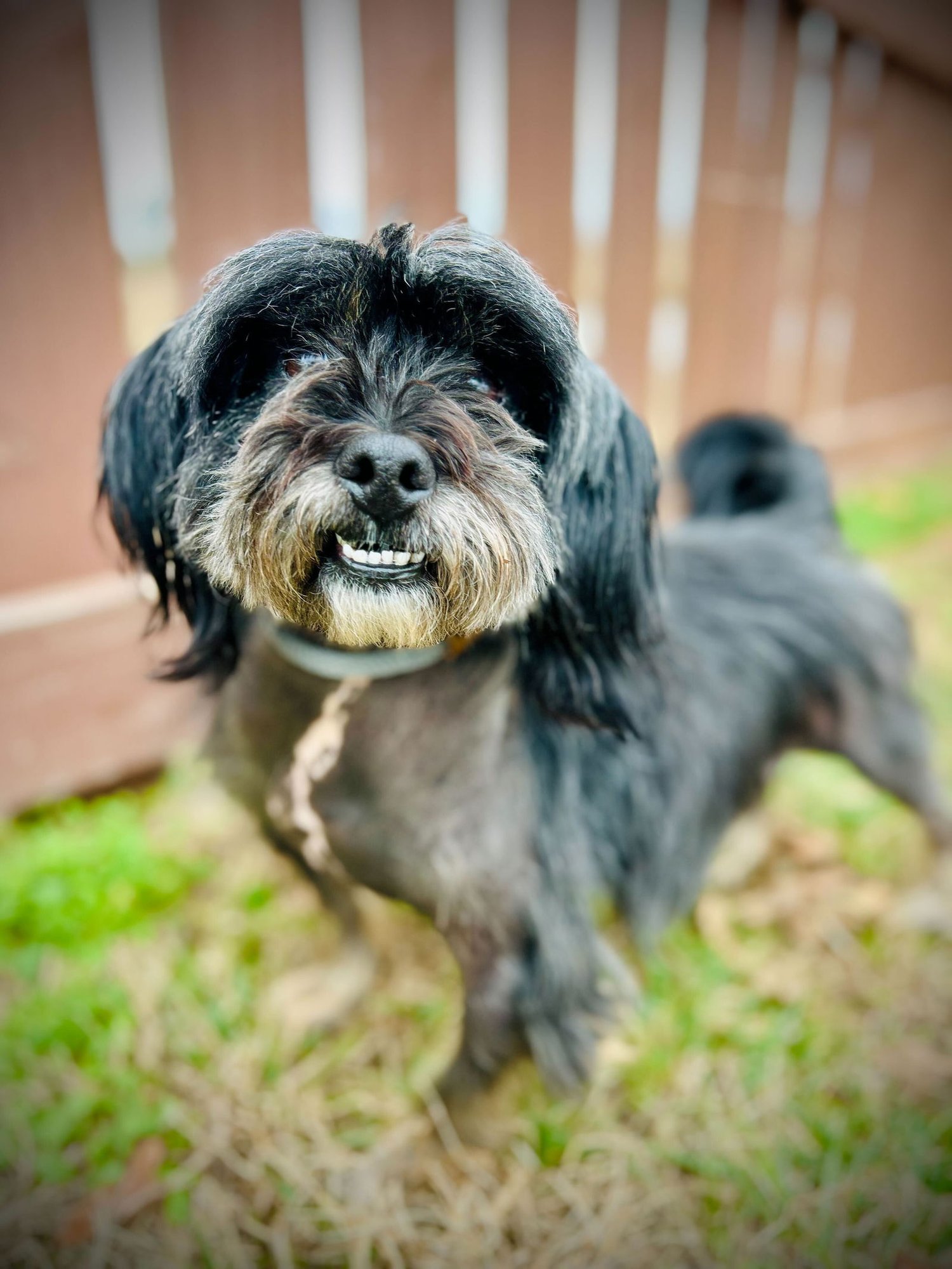 BO NOV 25 - Terrier available for adoption