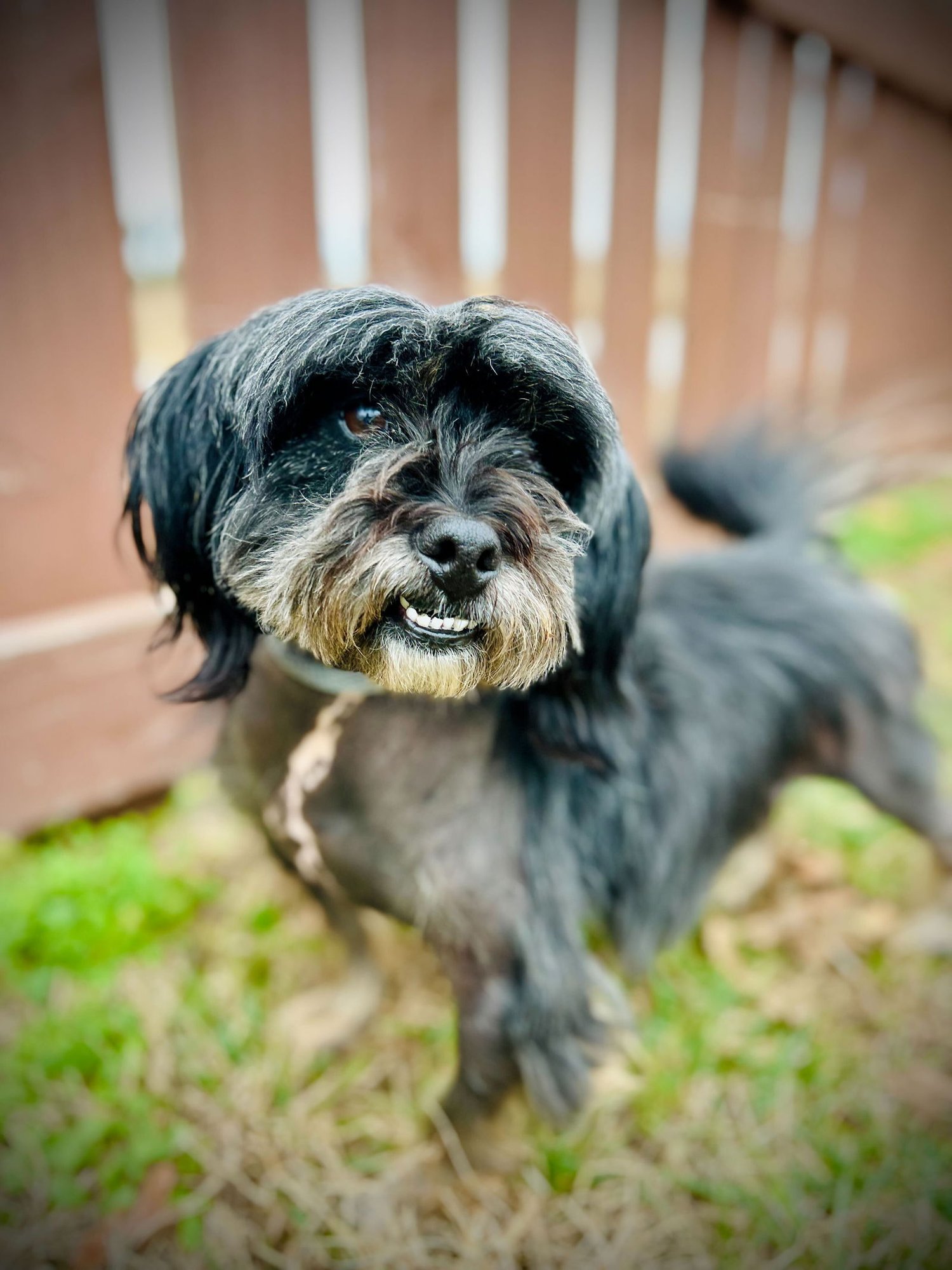 BO NOV 25 - Terrier available for adoption