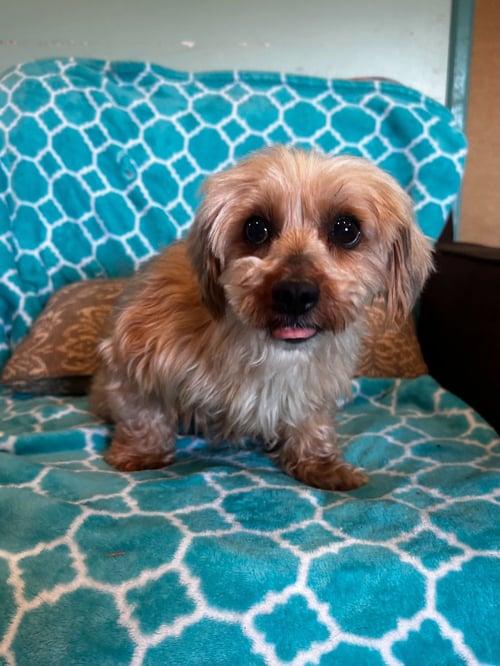 TOFFEE MAR 26 - Yorkshire Terrier Yorkie available for adoption