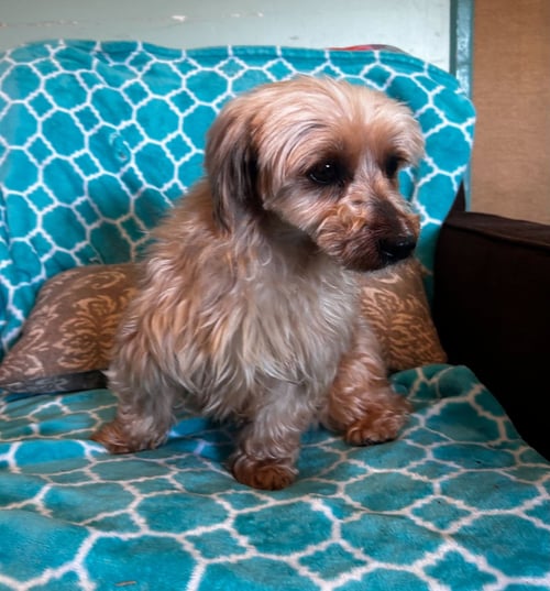 TOFFEE MAR 26 - Yorkshire Terrier Yorkie available for adoption
