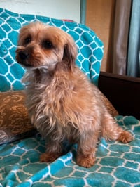 Toffee Mar 26 - Photo 3