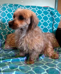 Toffee Mar 26 - Photo 5