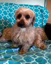 Toffee Mar 26 - Photo 6