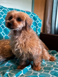 Toffee Mar 26 - Photo 7